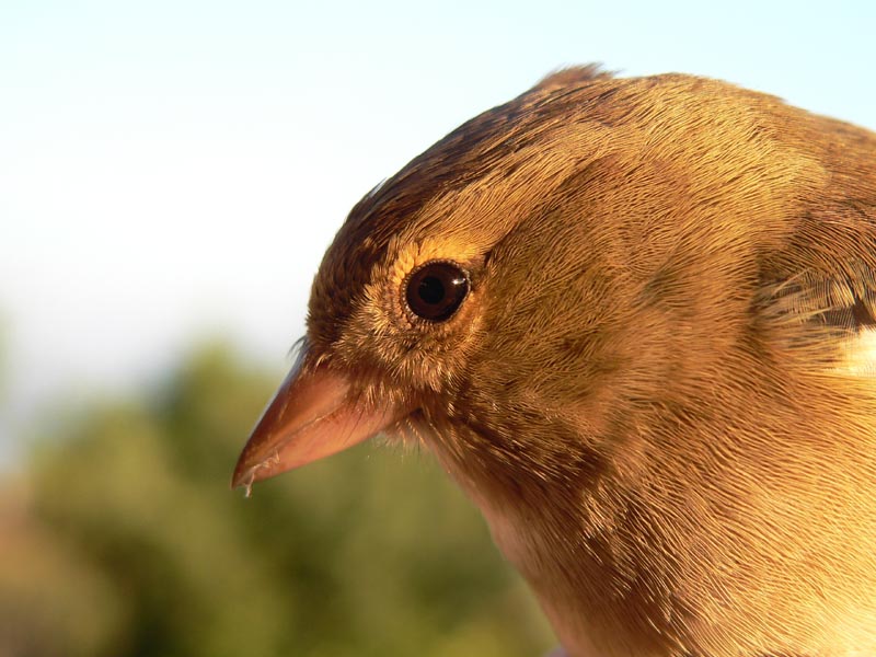 Inanellamento passeriformi a Ustica